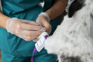 close-up-veterinarian-taking-care-dog