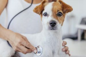 healthy puppy ready for annual inspection at the vet