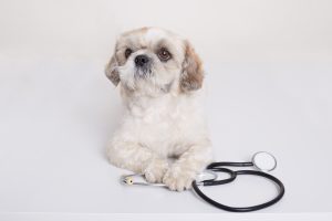 Pekingese puppy dog with stethoscope near his paws posing isolated over white background, funny vet dog being ready to treat domestic animal, puppy in veterinary clinic.